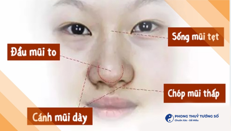 Đặc điểm tướng mũi củ tỏi