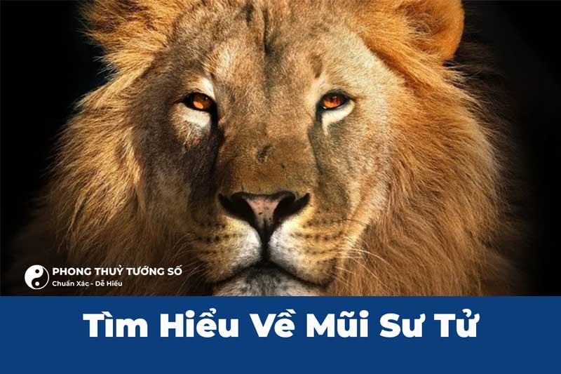 Mũi Sư Tử Là Gì? Người Mũi Sư Tử Có Tướng Giàu Sang?