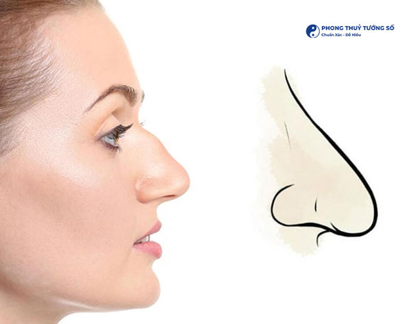 Dấu hiệu đầu tiên để nhận biết dáng mũi khoằm là phần sống mũi dài, nhô ra phía trước và đặc biệt ở phần chóp mũi quặp xuống gần miệng.