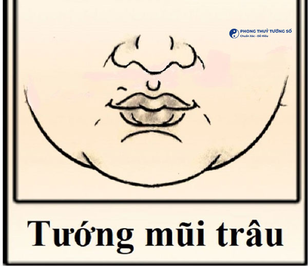 Đặc điểm nhận dạng tướng mũi trâu