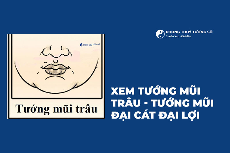 Xem Tướng Mũi Trâu - Tướng Mũi Đại Cát Đại Lợi