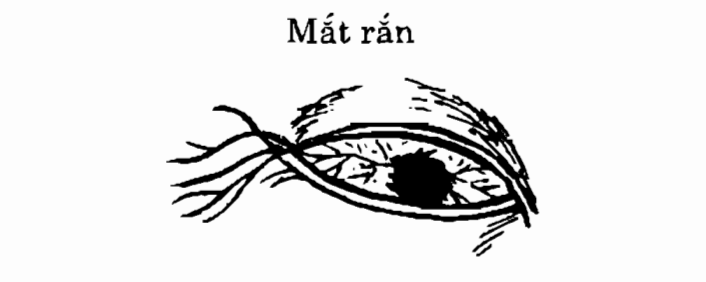 Mắt rắn theo định nghĩa trong Nhân tướng học theo Kinh Dịch của Thiệu Vĩ Hoa